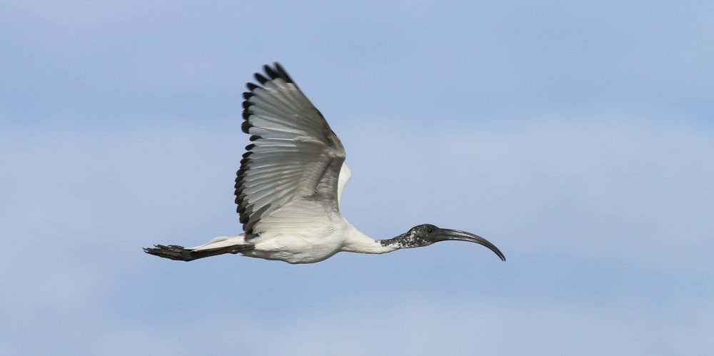 Ibis sacro (Threskiornis aethiopicus), foto di esempio dell'animale.
