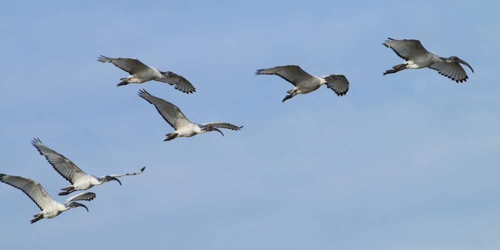 Ibis sacro (Threskiornis aethiopicus)