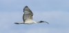 Ibis sacro, foto