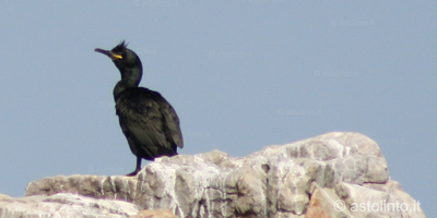 Marangone dal ciuffo (Phalacrocorax aristotelis), foto di esempio dell'animale.