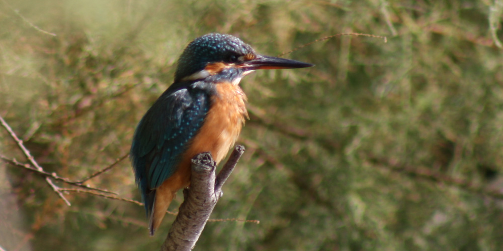 Martin pescatore (Alcedo atthis), foto di esempio dell'animale.