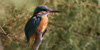 Foto del Martin pescatore