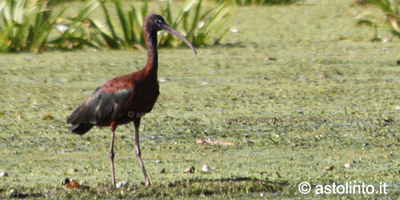 Mignattaio (Plegadis falcinellus), foto di esempio dell'animale.