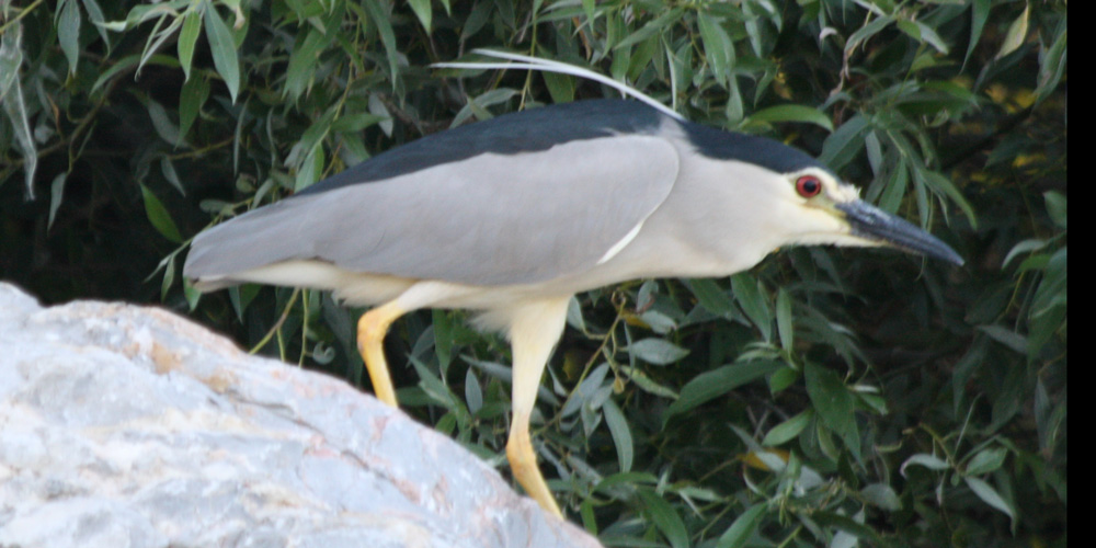 Nitticora (Nycticorax nicticorax), foto di esempio dell'animale.