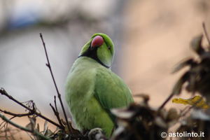 Parrocchetto dal collare (Psittacula krameri), foto di esempio dell'animale.