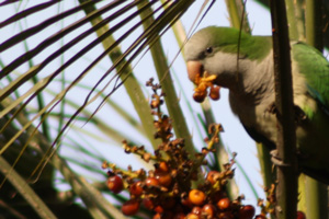 Monk parakeet (Myiopsitta monacus)