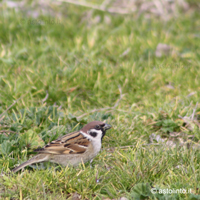 Passeridi: Passera mattugia (Passer montanus), foto dell'animale tipo.