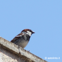 Passeridi: Passera sarda (Passer hispaniolensis), foto dell'animale tipo.