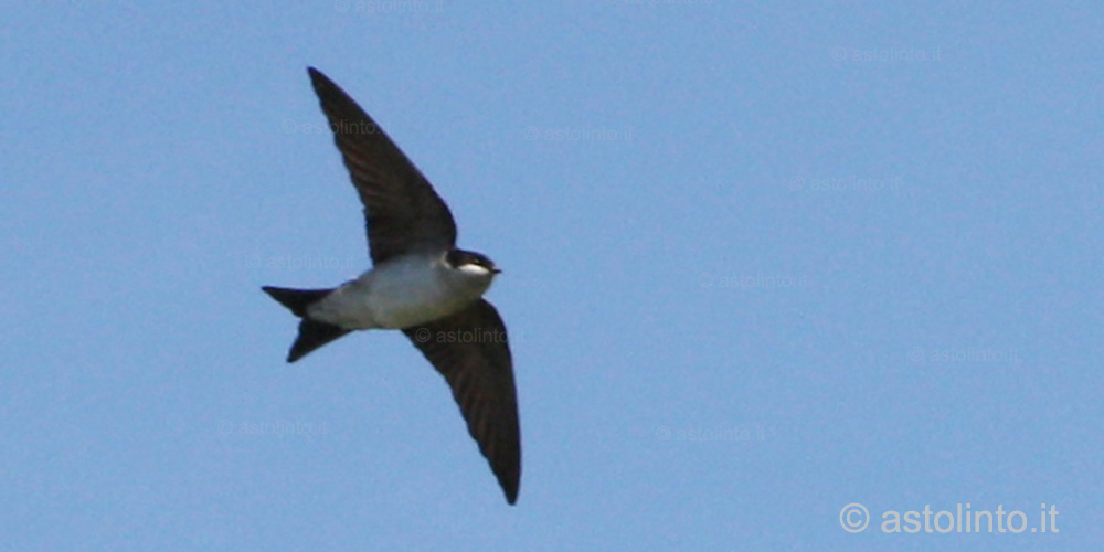 Balestruccio (Delichon urbica), foto di esempio dell'animale.