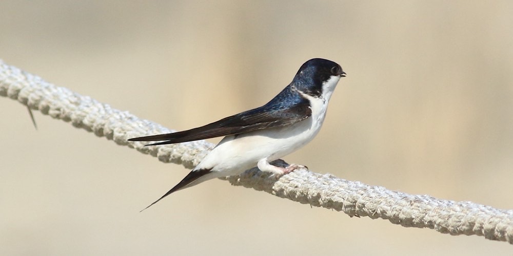 Balestruccio (Delichon urbica)