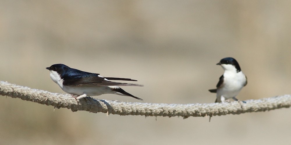 Balestruccio (Delichon urbica)