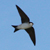 Balestruccio in volo