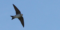 Balestruccio in volo