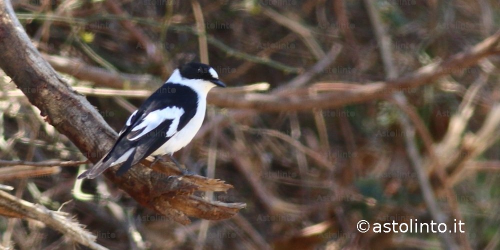 Balia dal collare (Ficedula albicollis), foto di esempio dell'animale.