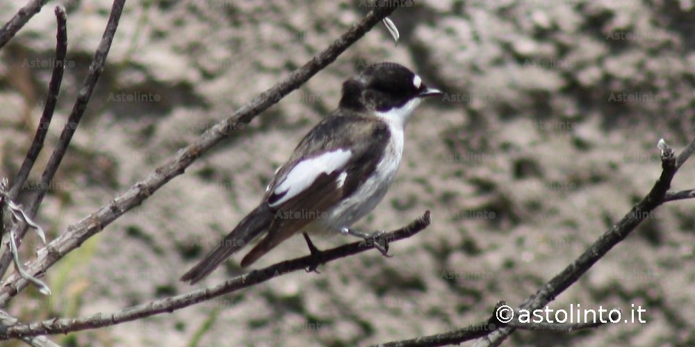 Balia nera (Ficedula hypoleuca), foto di esempio dell'animale.