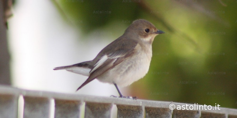 Balia nera (Ficedula hypoleuca)