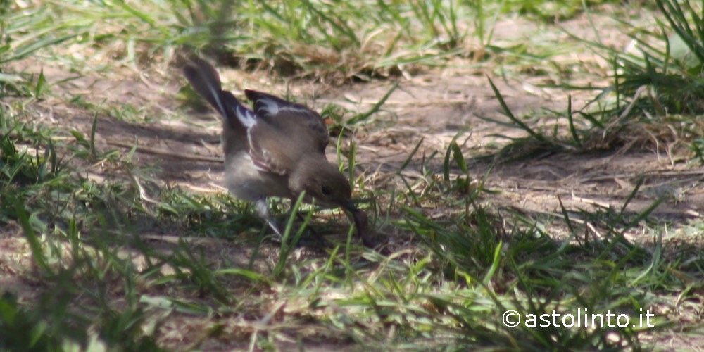 Balia nera (Ficedula hypoleuca)