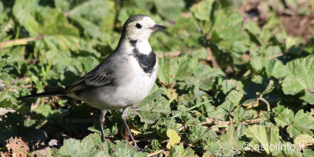 Ballerina bianca (Motacilla alba), foto di esempio dell'animale.