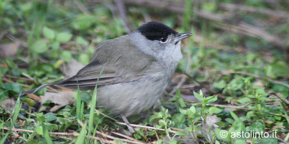 Capinera (Sylvia atricapilla), foto di esempio dell'animale.
