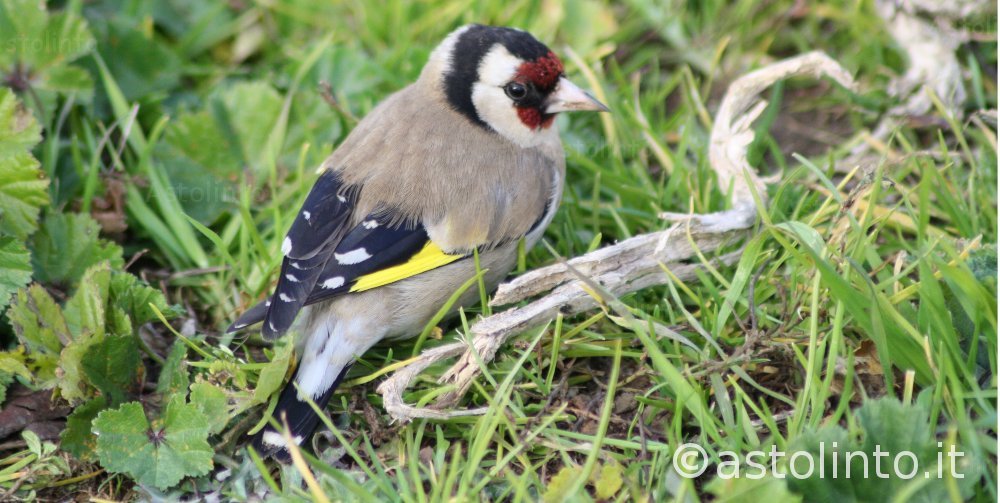 Cardellino (Carduelis carduelis), foto di esempio dell'animale.