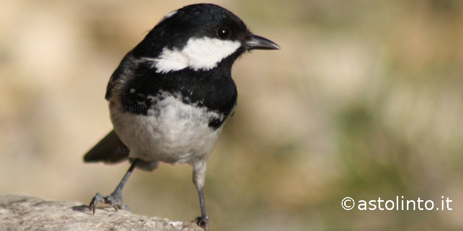 Cincia mora (Periparus ater), foto di esempio dell'animale.