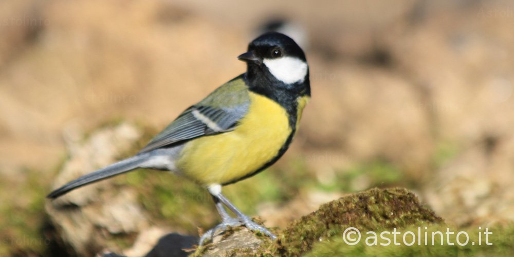 Cinciallegra (Parus major), foto di esempio dell'animale.