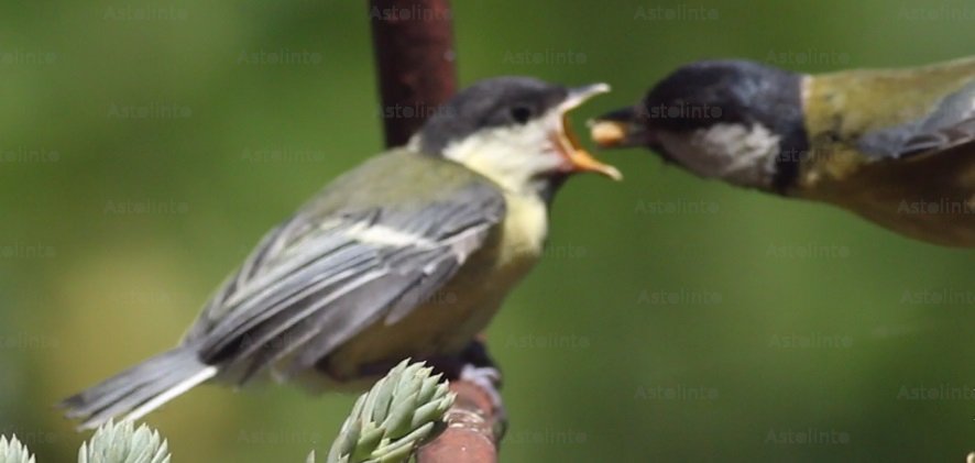 Cinciallegra (Parus major)