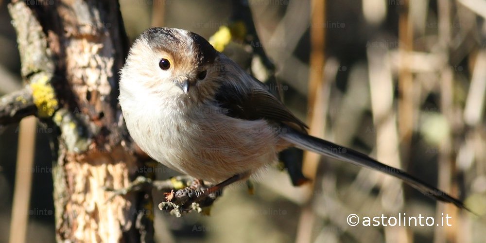 Codibugnolo (Aegithalos caudatus), foto di esempio dell'animale.