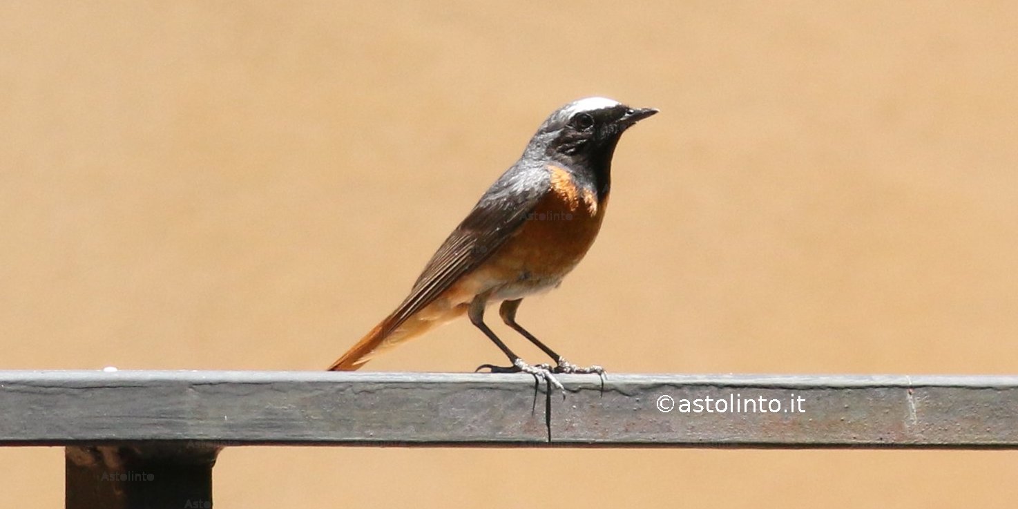 Codirosso comune (Phoenicurus phoenicurus), foto di esempio dell'animale.