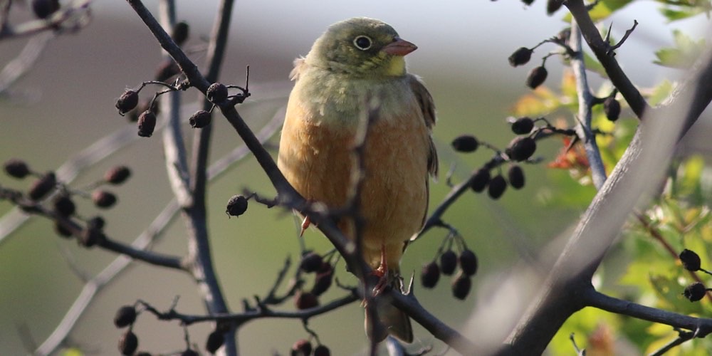 Ortolano (Emberiza hortolanus), foto di esempio dell'animale.