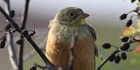 Ortolano, foto