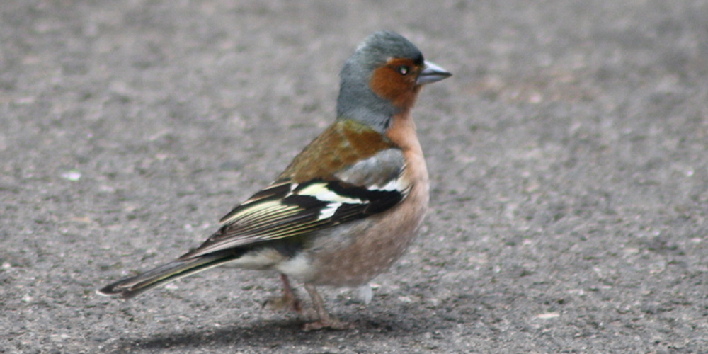 Fringuello (Fringilla coelebs), foto di esempio dell'animale.