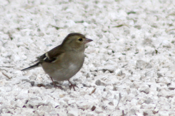 Fringuello (Fringilla coelebs)