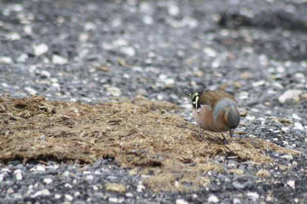 Fringuello (Fringilla coelebs)