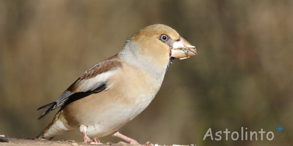 Frosone (Coccothraustes coccothraustes), foto di esempio dell'animale.