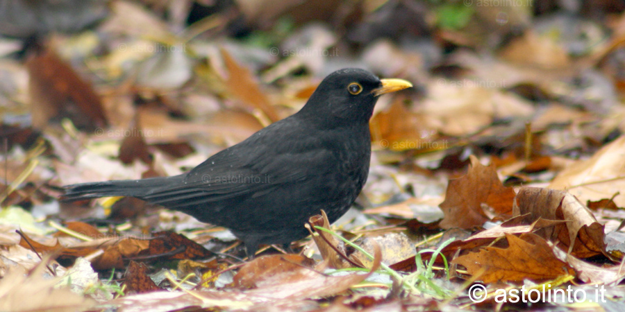 Merlo (Turdus merula), foto di esempio dell'animale.