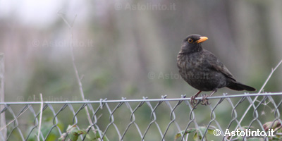 Merlo (Turdus merula)