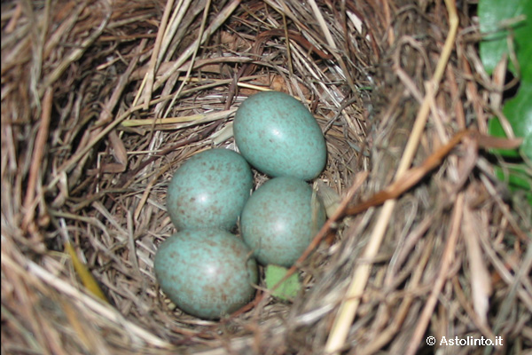 Merlo (Turdus merula)