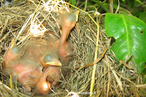 Merlo (Turdus merula)