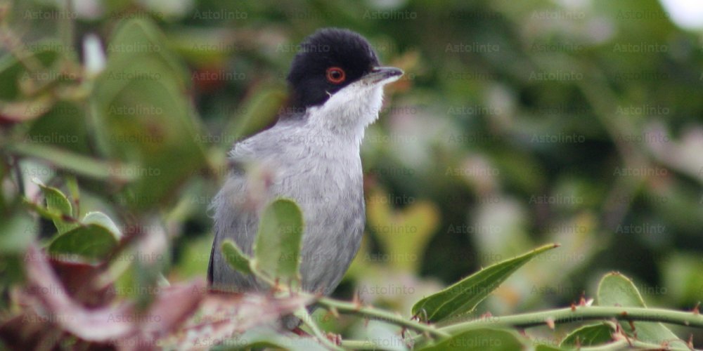 Occhiocotto (Sylvia melanocephala), foto di esempio dell'animale.