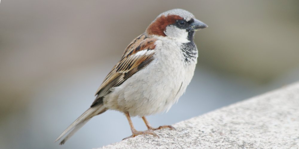 Passera oltremontana (Passer domesticus), foto di esempio dell'animale.