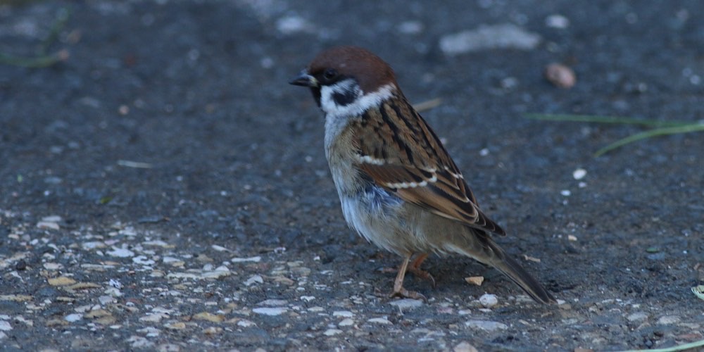 Passera mattugia (Passer montanus), foto di esempio dell'animale.
