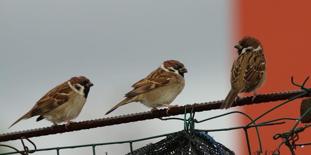 Passera mattugia (Passer montanus)