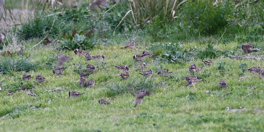 Passera mattugia (Passer montanus)