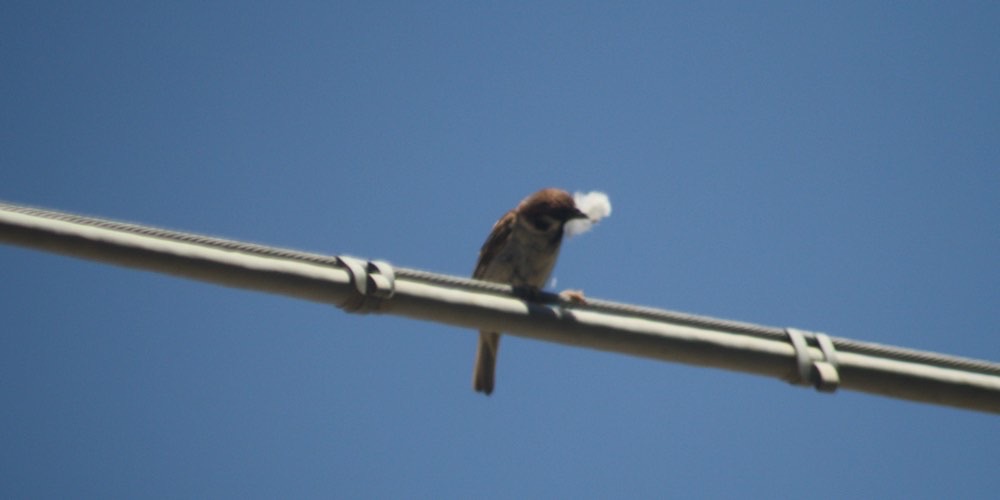 Passera mattugia (Passer montanus)