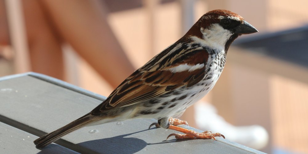 Passera sarda (Passer hispaniolensis), foto di esempio dell'animale.