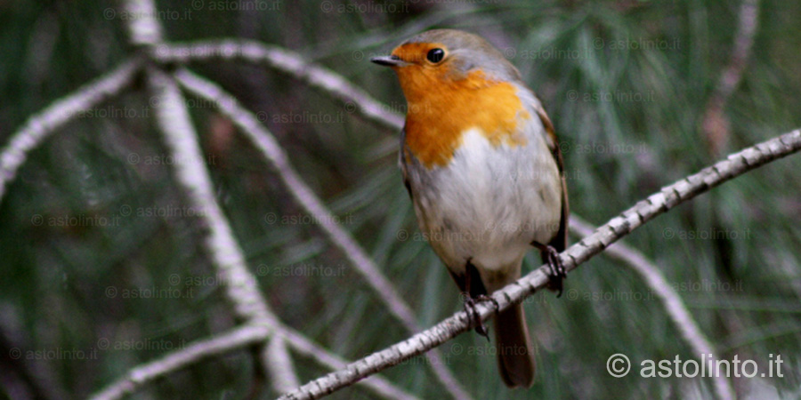 Pettirosso (Erithacus rubecula), foto di esempio dell'animale.