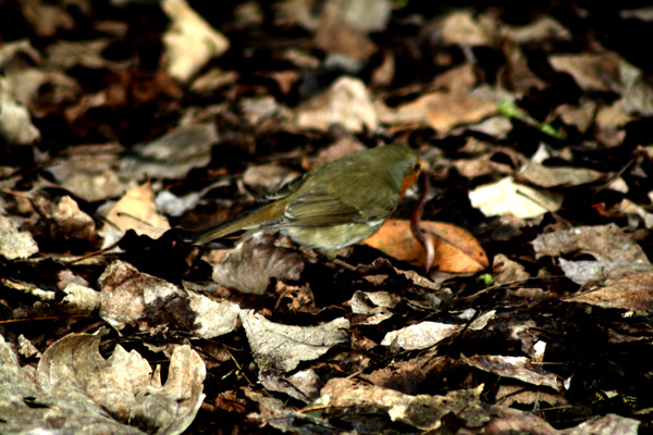 Pettirosso (Erithacus rubecula)