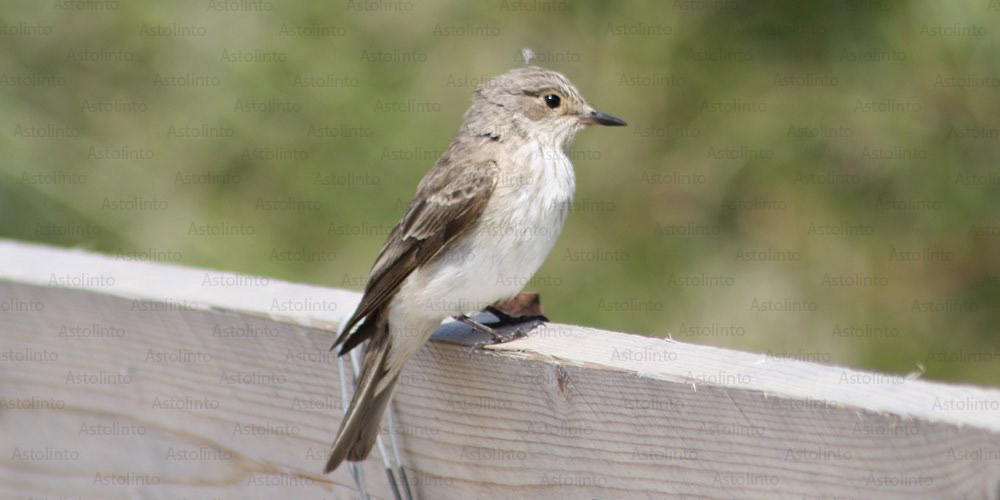 Pigliamosche (Muscicapa striata), foto di esempio dell'animale.