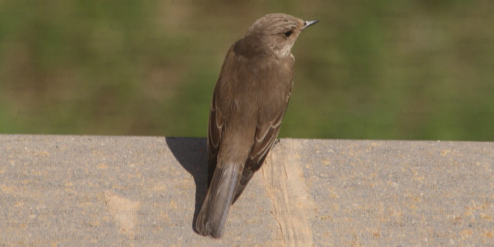 Pigliamosche tirrenico (Muscicapa tyrrhenica), foto di esempio dell'animale.